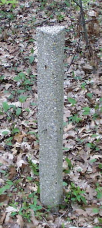 A tree in a forestDescription automatically generated