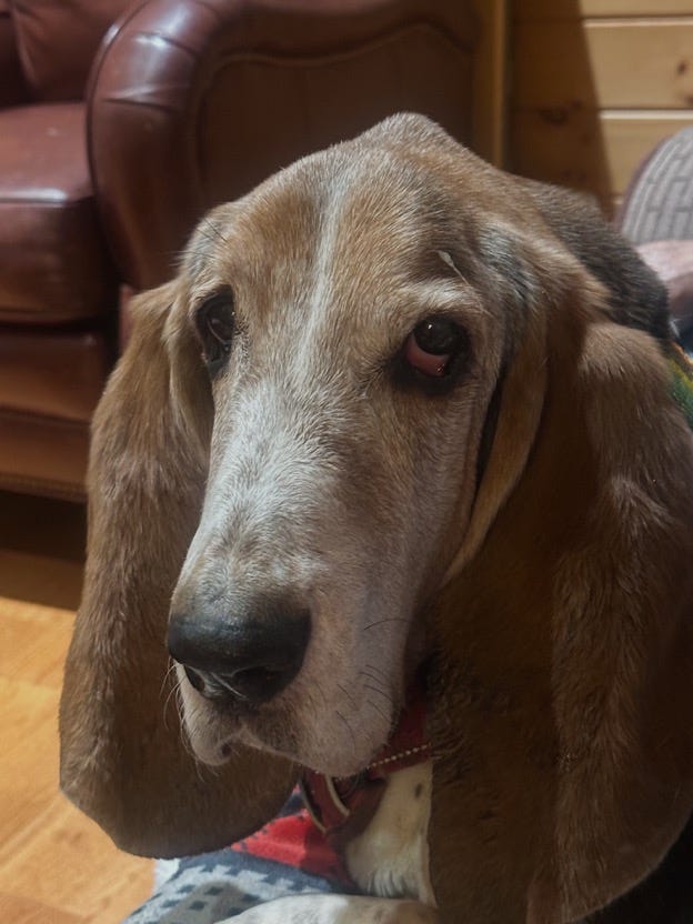 A dog sitting on a couch

AI-generated content may be incorrect.